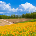 Wiese vor Acker und Waldrand